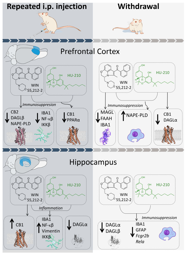 Graphical representation of main results observed for repeated administration and withdrawal of WIN 55,212-2 and HU-210 on endocannabinoid and gliosis/inflammation markers in the prefrontal cortex and hippocampus.