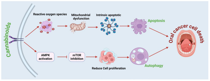 Role of cannabinoids in induction of autophagy and apoptosis in oral cells. The dual mechanism by which cannabinoids induce autophagy and apoptosis, leading to the death of oral cells. When cannabinoids bind to cannabinoid receptors on the cell membrane, they activate AMPK signaling and inhibit mTOR, resulting in decreased proliferation of oral cancer cells and increased autophagy. Cannabinoids also increase ROS production, leading to mitochondrial dysfunction and activation of the intrinsic apoptotic pathway. These processes increase autophagic flux and apoptotic signaling, leading to the degradation of cellular components and the effective elimination of cancer cells. Figure was created in BioRender by Rahman, M. (2025), Agreement number: FP28Z92637: https://BioRender.com.