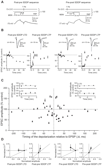 Postsynaptic subthreshold depolarizations paired with presynaptic stimulations induce long-term synaptic plasticity.(A) SDDP protocols and the corresponding raw traces of the postsynaptic MSN recordings. Brief subthreshold depolarizations were evoked in the MSN just before (post-pre SDDP sequences) or after (pre-post SDDP sequences) cortical stimulation (100 paired stimulations at 1 Hz). The dashed line indicates the action potential threshold. (B) Representative experiments of SDDP for the four observed cases. Long-term synaptic efficacy changes (illustrated by EPSCs evoked in control, black, and 60 minutes after cellular conditioning protocol, grey) were −37.5±1.4% for post-pre sdLTD (Δt = −62 ms), +60.5±4.9% for post-pre sdLTP (Δt = −18 ms), −47.5±2.0% for pre-post sdLTD (Δt = +14 ms) and +59.3±2.7% for pre-post sdLTP (Δt = +15 ms) (arrows indicate the cellular conditioning protocols). (C) SDDP protocols induce bidirectional long-term synaptic plasticity (each 43 MSN is indicated by black triangle, mean±SEM measured 60 minutes after cellular conditioning protocol). Post-pre protocols induced sdLTD or sdLTP for −110<Δt<0 ms (n = 19). Pre-post protocols induced mainly sdLTD for 0<Δt<+110 ms (n = 18). No long-term plasticity occurred for Δt beyond +/−110 ms (n = 6). Inserts: Averages of normalized EPSC amplitudes recorded in control before SDDP protocols inducing post-pre sdLTD (n = 7), post-pre sdLTP (n = 8), pre-post sdLTD (n = 12) and pre-post sdLTP (n = 4). Control EPSCs amplitudes were recorded for 10 minutes (minus sign indicates time before the SDDP protocol) and displayed no significant variations. (D) Normalized CV−2 were plotted as a function of the normalized EPSC amplitude to determine the loci of the SDDP. The four graphs illustrate the CV−2 plots (from left to right) for post-pre sdLTD, post-pre sdLTP, pre-post sdLTD and pre-post sdLTP. Mean variance analysis suggest that post-pre and pre-post sdLTD has mainly a postsynaptic origin and, post-pre and pre-post sdLTP is mainly underlain by presynaptic mechanisms.