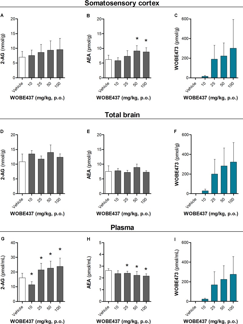 Changes in endocannabinoid levels 1 h after oral administration of WOBE437 in BALB/c male mice. In somatosensory cortex, WOBE437 did not change (A) 2-AG levels but significantly increased (B) AEA levels with a single 50 mg/kg dose. (C) Concentration of WOBE437 in somatosensory cortex. In total brain homogenate, (D) 2-AG and (E) AEA did not significantly change after oral administration of a single dose of 50 mg/kg of WOBE437. (F) Concentration of WOBE437 in total brain homogenate. (G) 2-AG levels were significantly increase in plasma with a slightly decrease in (H) AEA. (I) Concentration of WOBE437 in plasma. All data show mean values ± SD of at least 7 to 10 mice. Groups were compared using Kruskal–Wallis test followed by Mann–Whitney test. ∗p < 0.05 vs. vehicle. 2-AG, 2-arachidonoylglycerol; AEA, anadamide; p.o. per os.