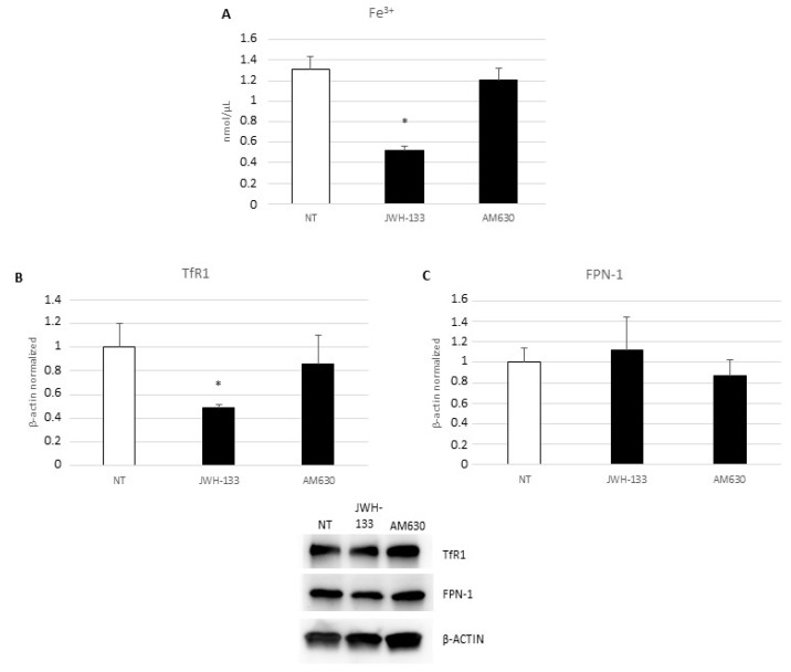 (A) Fe3+ intracellular concentrations (nmol/µL) in DMD-associated macrophages after 24-h treatment with JWH-133 and AM630, determined by iron assay. Histogram shows Fe3+ concentration as the mean ± SD. TfR1 (B) and FPN-1 (C) protein expression levels in DMD-associated macrophages after 24-h treatment with JWH-133 and AM630, determined by Western blotting, starting from 15 μg of total lysates. The most representative images are displayed. The protein bands were detected through Image Lab. Ink software “BIORAD”, and the intensity ratios of immunoblots compared to non-treated (NT), taken as 1, were quantified after normalizing with respective controls. The relative quantification for TfR1 and FPN-1 expression, normalized for the housekeeping protein β-actin, is represented in the histogram as the mean ± SD. Students’ t-test has been used for statistical analysis. *, p ≤ 0.05 compared to NT (p-values: (A) 0.0169; (B) 0.0509).
