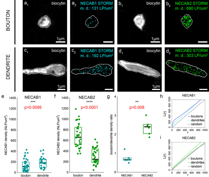 Correlated confocal and STORM super-resolution imaging reveals subcellular differences in the density of NECAB1 and NECAB2 calcium-binding proteins. (a–d) The distinct subcellular domains of identified perisomatically targeting interneurons were visualized by biocytin-labeling and confocal imaging (a1, b1, c1, d1). NECAB1- and NECAB2-immunostaining were imaged by STORM super-resolution microscopy within the very same subcellular profiles (a2, b2, c2, d2). To determine the nanoscale density of NECAB1 and NECAB2, the subcellular ROIs were delineated with the Active Contour algorithm (Marquez-Neila et al. 2014) that enabled filtering of those STORM coordinates that belong to the respective bouton or dendrite segment. (e) Based on the analysis of 43 axon terminals and 28 dendritic profiles, NECAB1 density (NLP per 1 μm2 area) is higher in the dendrites compared with boutons (n = 5 and 6 animals, respectively, Mann–Whitney U-test). (f) In contrast, NECAB2 density is substantially larger in axon terminals than in dendrites (n = 6 and 6 animals, 36 and 34 ROIs, respectively, Mann–Whitney U-test). (g) Accordingly, the ratio of the nanoscale density within the axonal and dendritic compartments is strikingly different between NECAB1 and NECAB2 with a predominant presynaptic accumulation of NECAB2 (n = 5 and 6 animals, Mann–Whitney U-test). Data are presented in e–g as median (black lines) and 25–75% interquartile range (cyan and green rectangles). (h) Ripley’s L-function of the nanoscale distribution of STORM localization points representing NECAB1 protein shows that NECAB1 has a nonuniform distribution and it is more clustered in axon terminals (blue) than in dendrites (cyan) (n = 6 and 5 animals, n = 51 and 40 ROIs, respectively). (i) Ripley’s L-function visualization demonstrates that NECAB2 nanoscale localization pattern is comparable with a uniform distribution in axon terminals (dark green), but it is more clustered in dendrites (light green) (n = 6 and 6 animals, n = 31 and 37 ROIs, respectively). Black dashed line in h and i shows the function for Poisson distribution (random).