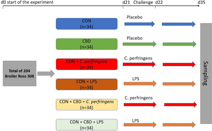 Scheme of the experimental treatments and applied challenge. CON: received the basal diet over the entire period of the experiment (until 35 days of age) and no challenge; CBD: received the CON diet supplemented (on top) with 30 g/kg Cannabis sativa extract; C. perfringens and LPS: received the CON diet and subjected to C. perfringens and E. coli LPS challenge at days 21 and 22 of age, respectively; CBD + C. perfringens and CBD + LPS: received the CBD diet and subjected to C. perfringens and E. coli LPS challenge, respectively.