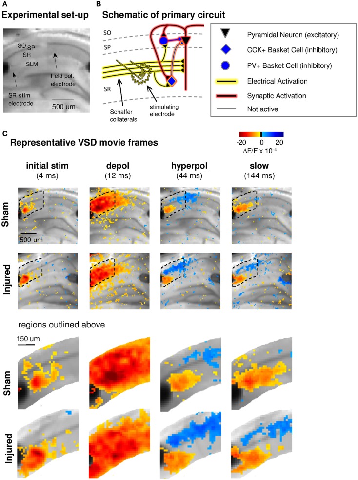 Experimental set-up, schematic diagram of relevant circuitry, and movie frames from representative VSD recordings. (A) Representative sham slice photomicrograph showing locations of electrodes and cell layers. SR stimulating electrode is labeled at left, SLM stimulating is visible at right but unlabeled. Arrows indicate approximate location of tips of stimulating and recording electrodes. Light gray spot to left of arrow marking field potential electrode, and partially obscuring cell body layer, is meniscus around field potential electrode where it penetrated the surface of the solution. In this and subsequent figures, data are arranged in the order of the cell layers shown here, with SO uppermost, then SP and SR and (when shown) SLM. (B) Schematic of CA1 pyramidal neuron and basket cell activation by SR stimulation in aCSF. Note distinction between direct “electrical activation” shown by yellow highlight, and “synaptic activation” shown by red highlight. “Electrical activation” refers to the direct depolarization of cell membranes by the current flow from a stimulating electrode, independent of any subsequent synaptic depolarization. “Synaptic activation” refers to depolarization initiated by synaptic currents. Legend here applies also to schematics in subsequent figures. (C) Representative movie frames from VSD recordings of hippocampal brain slices from sham and injured mice. Warmer colors (red, orange, and yellow) indicate depolarization (positive ΔF/F values), cooler colors (light blue and dark blue) indicate hyperpolarization (negative ΔF/F values). The initial response (4 ms post-stimulus) is depolarization proximal to the stimulating electrode (yellow to orange pixels, 3–13 × 10−4 ΔF/F), followed in sequence by stronger and more widespread depolarization (12 ms, yellow to red pixels, 3–28 × 10−4 ΔF/F), then a drop to less depolarized voltages in SR (44 ms, 0–10 × 10−4 ΔF/F) paired with net hyperpolarization in SO (0 to −7 × 10−4 ΔF/F), and finally a slow return to pre-stimulus levels. Regions inside dotted outline are expanded in lower panels. After injury, hyperpolarization in SO is larger (more dark blue pixels at 44 ms). Slow response in slice from injured animal also shows a shift toward more hyperpolarized levels in both SR and SO. Stimulus: 100 μA. Color scale bar blackened region (centered around zero) denotes noise threshold (2 SD of the fluorescence signal during the 64 ms pre-stimulus period) used for pseudocoloring the movie frames. SO, stratum oriens; SP, stratum pyramidale; SR, stratum radiatum; SLM, stratum lacunosum-moleculare; CCK, cholecystokinin; PV, parvalbumin; stim, stimulus; depol, depolarization; hyperpol, hyperpolarization. Stimulating electrodes are visible at left (SR) and right (SLM) edges of full frame images, although only the SR electrode was used for the experiments in this figure.