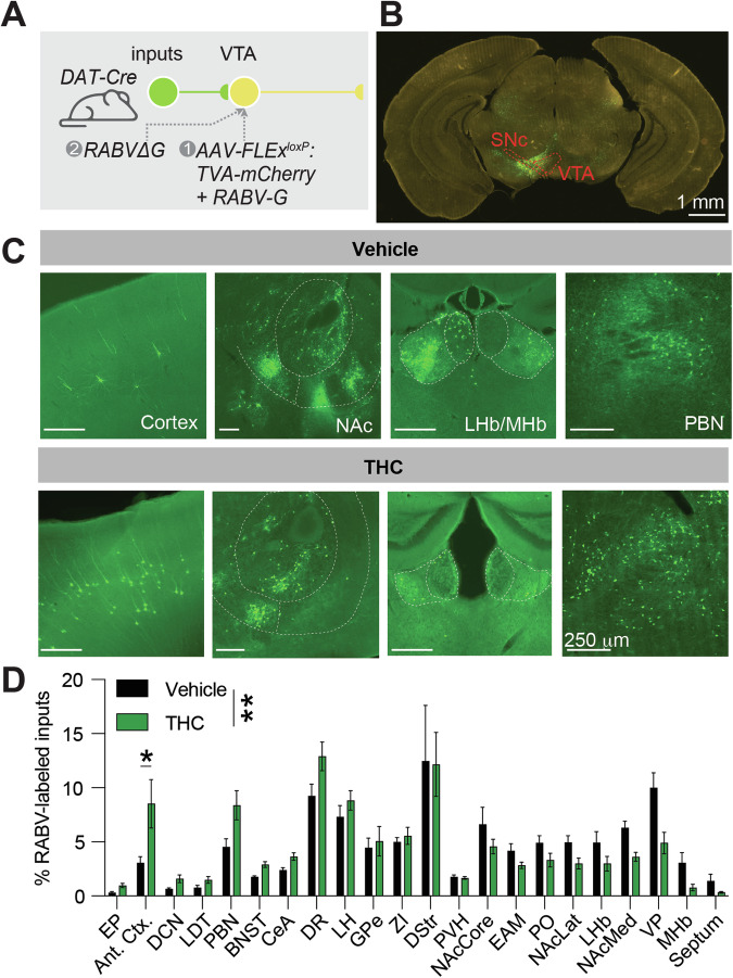 Adolescent THC exposure changes input connectivity to VTADA cells.A Schematic of experiments. B Representative image of the ventral midbrain of a DAT-Cre mouse showing starter cells in the VTA and medial SNc. Scale, 1 mm. C Representative images of input cell populations in several brain sites, including the anterior cortex, NAcMed, NAcCore, NAcLat, MHb, LHb, and PBN. Scale, 250 μm. D Bar graph plot showing the percentage of RABV-labeled inputs in control vs. THC-treated mice. Two-way ANOVA, interaction p = 0.0062. Only the anterior cortex was significantly different following correction for multiple comparisons (corrected p-value p = 0.029).