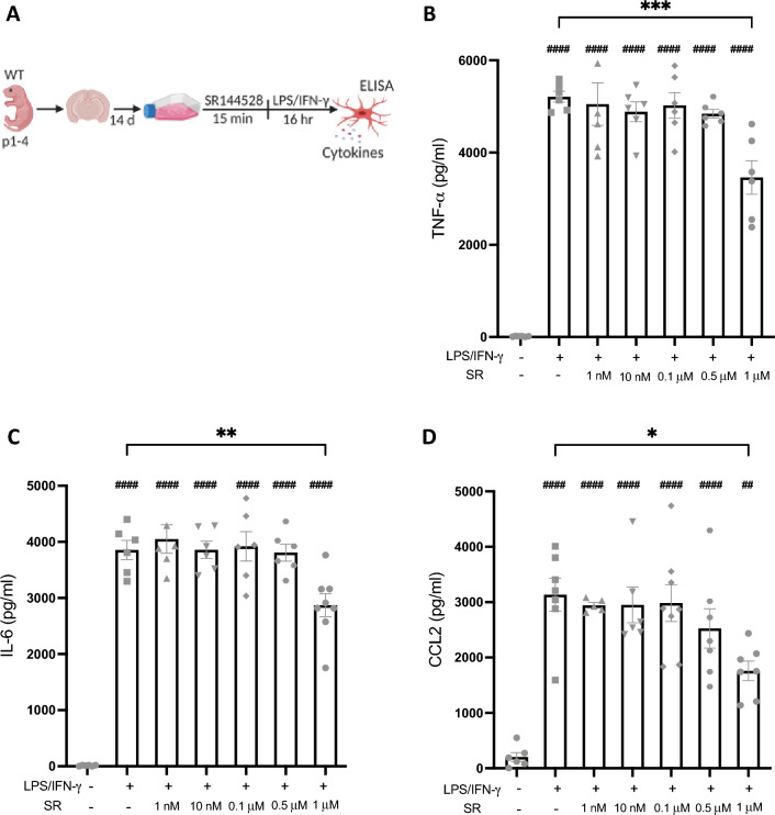 SR144528 reduced LPS/IFN-γ-mediated microglial cytokine/chemokine secretion only at high concentrations. (A) Experimental setup. Primary microglia were pre-treated with SR144528 at the indicated concentrations for 15 min, followed by LPS/IFN-γ stimulation for 16 h. (B–D) Levels of cytokines/chemokines were quantified in supernatants using ELISA. (B) TNF-α, (C) IL-6, and (D) CCL2. N = 5–8 samples/stimulation (representative data from three independent preparations). Data are presented as mean ± SD. One-way ANOVA followed by Tukey's multiple comparisons. #### p < 0.0001, ## p < 0.01 indicate significance to the untreated control group. Significant differences between LPS/IFN-γ vs. LPS/IFN-γ pre-treated with SR144528 are indicated with *** p < 0.001, ** p < 0.01, * p < 0.05.