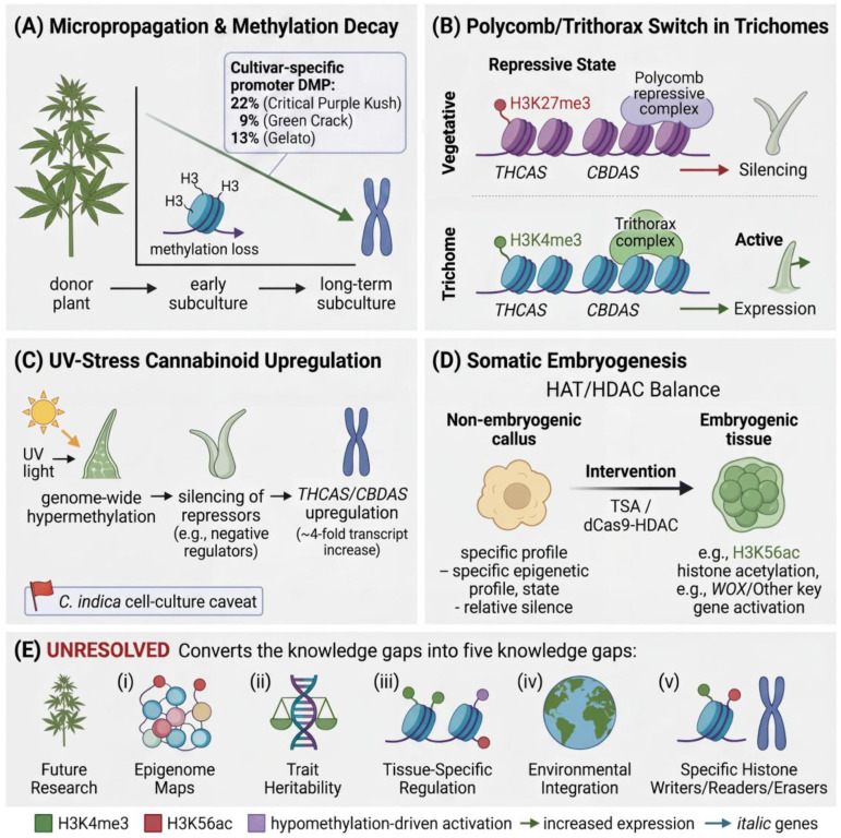 Current experimental evidence defines the empirical foundation and mechanistic gaps of Cannabis sativa epigenomics. (A) DNA methylation dynamics during micropropagation. Progressive DNA hypomethylation accumulates from the donor plant through early to long-term subculture in a cultivar-specific manner, representing a quantitative source of epigenomic instability whose effect on cannabinoid output remains untested. MET1 maintains CG methylation during vegetative propagation, and its reduced fidelity under in vitro conditions permits progressive epigenetic drift. Differentially methylated positions accumulate preferentially in promoter regions, reaching 22%, 9%, and 13% in the cultivars Critical Purple Kush, Green Crack, and Gelato, respectively. (B) Reciprocal Polycomb-to-Trithorax switch at cannabinoid biosynthesis loci. In vegetative tissue, the repressive mark H3K27me3 and the Polycomb repressive complex occupy the THCAS and CBDAS loci, maintaining silencing. In glandular trichomes, the activating mark H3K4me3 and the Trithorax complex occupy the same loci, driving expression, defining experimentally validated targets for CRISPR/dCas9 epigenome editing [27]. (C) UV-induced cannabinoid upregulation. In Cannabis indica cell suspension cultures, UV irradiation induces genome-wide hypermethylation, which is proposed to silence transcriptional repressors and thereby release THCAS and CBDAS, yielding an approximately fourfold transcript increase [55]. Because these data derive from C. indica cell cultures rather than C. sativa trichomes, locus-specific validation in the relevant tissue and species is required (flag). (D) Epigenetic control of somatic embryogenesis through the HAT/HDAC balance. Non-embryogenic callus displays a relatively silenced epigenetic profile, whereas intervention with trichostatin A (TSA) or dCas9-HDAC constructs shifts the balance toward embryogenic tissue, marked by increased histone acetylation (for example, H3K56ac) and activation of key genes such as WOX, potentially relieving the genotype-dependent regeneration barriers that constrain Cannabis biotechnology [46,56]. (E) Five unresolved knowledge gaps that constrain rational dCas9-effector design and define priorities for future research: (i) base-resolution epigenome maps, (ii) trait heritability, (iii) tissue-specific regulation, (iv) environmental integration, and (v) identification of specific histone writers, readers, and erasers. In all panels, green denotes H3K4me3, red denotes H3K56ac, and purple denotes hypomethylation-driven activation; green arrows denote increased expression and italics denote gene names.
