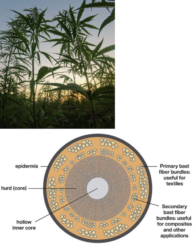 (left) Australian Industrial Hemp Hurd (Cannabis sativa L.), (right) Schematic representation of hemp cross‐section. Adapted from Hemp Anatomy, 2024. Accessed 31/05/2024 https://wiki.opensourceecology.org/wiki/File:Hemp stalk anatomy.png.