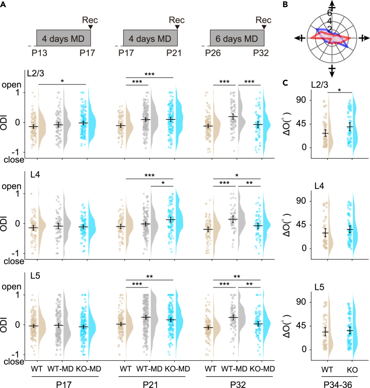 DGLα controls the critical period timing and binocular correspondence of preferred orientations in a layer-specific manner(A) The effect of MD was examined at P17, P21, and P32 following 4 or 6 days of MD. Raincloud plots show the OD distribution in each layer of three mouse groups at different ages. Data of P32 animals are taken from Figure 1I. P17: wild-type (WT), n = 121 (L2/3), 86 (L4), and 183 (L5) units in 6 mice; wild-type MD (WT-MD), n = 94 (L2/3), 76 (L4), and 174 (L5) units in 5 mice; DGLα-KO-MD (KO-MD), n = 163 (L2/3), 97 (L4), and 209 (L5) units in 6 mice. P21: WT, n = 99 (L2/3), 86 (L4), and 157 (L5) units in 5 mice; WT-MD, n = 187 (L2/3), 145 (L4), and 255 (L5) units in 8 mice; KO-MD, n = 140 (L2/3), 105 (L4), and 189 (L5) units in 6 mice.(B) An example of the orientation preference of a V1 neuron. The radial coordinate represents response amplitude (spikes/s) to grating visual stimuli in a particular direction indicated around the chart. Responses to contralateral (blue) and ipsilateral (red) eyes to the recording hemispheres are plotted. The preferred orientation differs slightly between the two eyes in this case.(C) Layer breakdown of the angular difference of the preferred orientation in wild-type and DGLα-KO mice (WT, n = 60 (L2/3), 50 (L4), and 52 (L5) units in 8 mice; DGLα-KO, n = 51 (L2/3), 61 (L4), and 68 (L5) units in 8 mice). Permutation test with Holm–Bonferroni method was performed in (A) and (C) (∗p < 0.05, ∗∗p < 0.01, ∗∗∗p < 0.001).