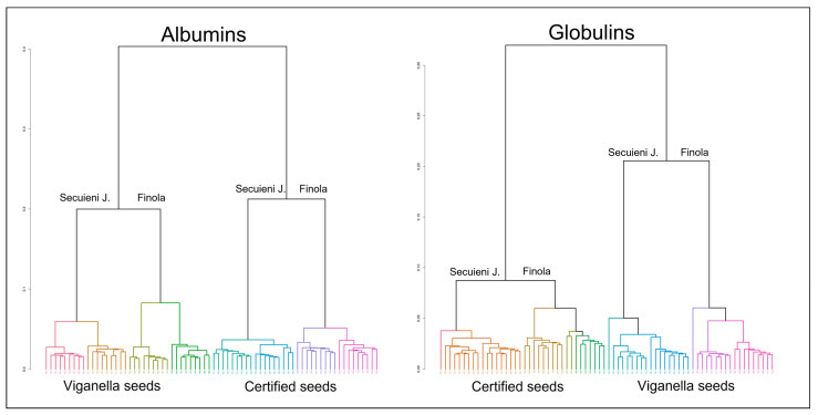 Dendrograms obtained by HCA of the mass spectra of albumin (left) and globulin (right) extracts from hemp seeds, according to their variety (Finola and Secuieni J.) and origin (certified and harvested seeds from the Viganella site).