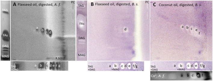 nanoGIT–HPTLC×HPTLC–bacterial bioassay–FLD/bioluminescence: Gram-negative Aliivibrio fischeri and Gram-positive Bacillus subtilis bioautograms showing the antibacterial activity (dark or colorless zones, respectively) of (A, B) digested flaxseed oil and (C) digested coconut oil (10 μg/band each) analyzed as in Figure 5, detected (A) via the bioluminescence (depicted as a grayscale image) after the A. fischeri bioassay and (B, C) at white light illumination (in remission) after the B. subtilis bioassay; positive controls (PCs) were 10–70 μg/band caffeine for A. fischeri bioassay or 10–70 ng/band tetracycline for Bacillus subtilis bioassay.