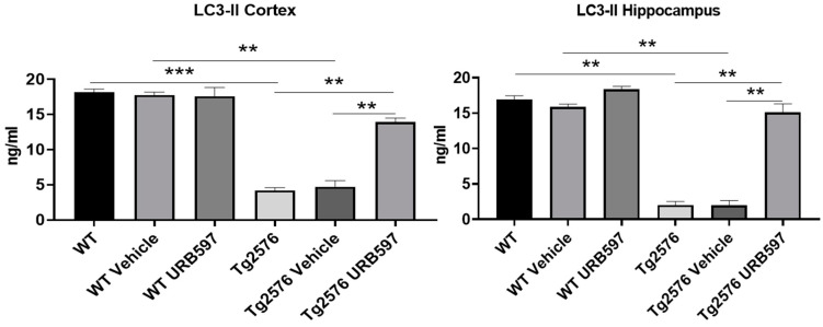 LC3-II ELISA assay on homogenates of PFC and hippocampus from untreated and vehicle/URB597-treated Tg2576 and WT mice. Data are shown as mean ± SD from three independent experiments performed in duplicate using unpaired Student t test. Significance levels were denoted as follows: ** p < 0.01, *** p < 0.001.