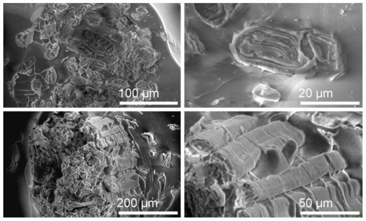 SEM micrographs of laminate composite laminate based on AEHO-Li resin and hemp fibre at different magnifications.
