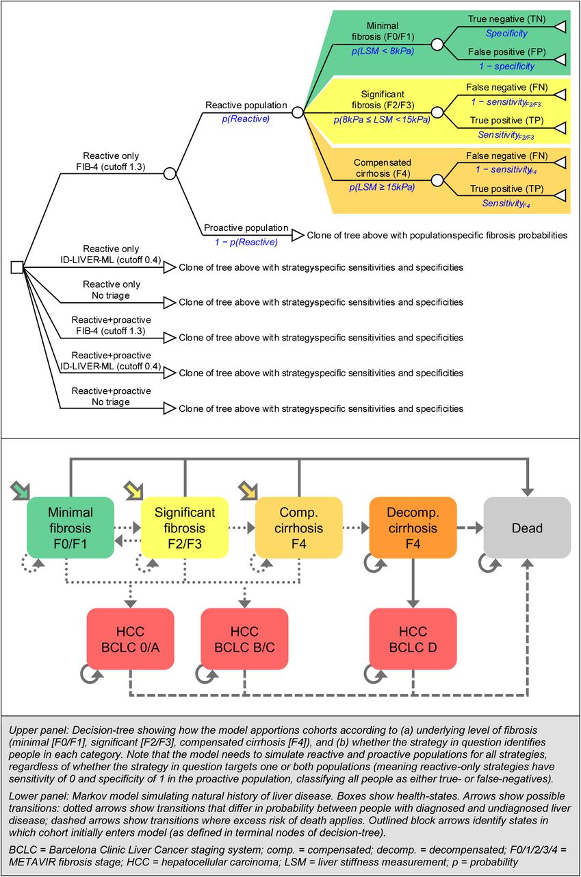 Model structure – decision-tree (identification probabilities) and Markov model (natural history)