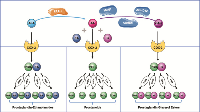 Crosstalk between the endocannabinoid and eicosanoid system pathways. FAAH is the main enzyme responsible for the hydrolysis of AEA into arachidonic acid (AA) and ethanolamine (EA). 2-AG is mainly degraded by MAGL and, to a smaller extent, by ABHD6 and ABHD12 into AA and glycerol (G). AA is metabolised by cyclooxygenase 2 (COX-2) leading to the formation of the endoperoxide PGH2. Tissue specific metabolism of PGH2 by PG synthases (PGS) yields the different prostanoids: prostaglandins (PGD2, PGE2 and PGF2α), prostacyclin (PGI2) and thromboxane A2 (TXA2). AEA and 2-AG are also metabolised by COX-2 to produce prostaglandins–ethanolamides (or prostamides) and prostaglandin glycerol esters, respectively. However, as yet the molecular targets of these lipid mediators have not been totally elucidated. This image contains some elements adapted from the Servier Medical Art Image Bank (Servier Laboratories (Aust) Pty Ltd) licensed under a Creative Commons Attribution 3.0 Unported Licence.