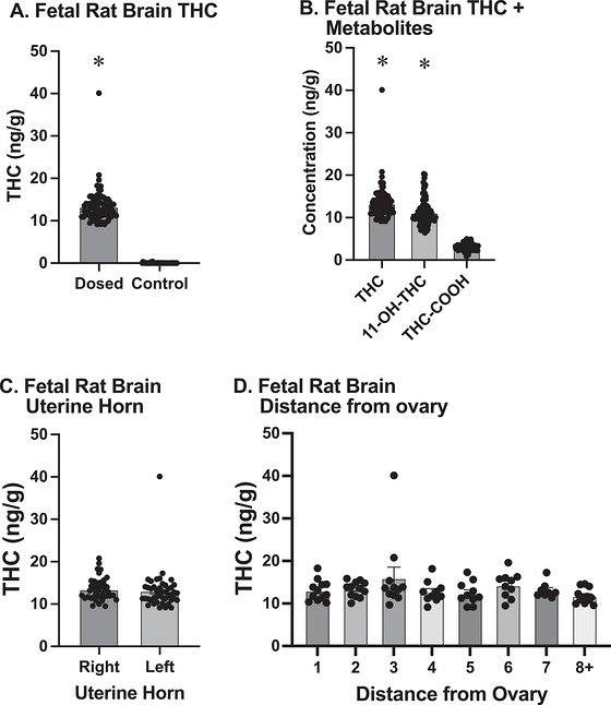 (a) THC concentration (measured in ng of THC per g of tissue) in the brains of dosed (left) versus control (right) rat fetuses. There was significantly higher THC concentration in the brains of dosed subjects compared to control subjects, and no THC was detected in the brains of any of the control subjects. (b) THC and metabolites in the fetal brain. Both THC (left) and 11‐OH‐THC (center) were found at significantly higher levels than COOH‐THC (right) in the brains of fetuses dosed with THC. (c) The concentration of THC in the brains of rat fetuses found in the left uterine horn (right) did not differ from that in the right uterine horn (left). (d) Fetal position in the uterine horns was identified based on distance from the ovary, with 1 being adjacent to the ovary and higher numbers being progressively closer to the vaginal canal. THC concentration in fetal rat brains did not differ based on position within the uterine horn. The asterisk (*) indicates that the value is significantly different from all other groups.