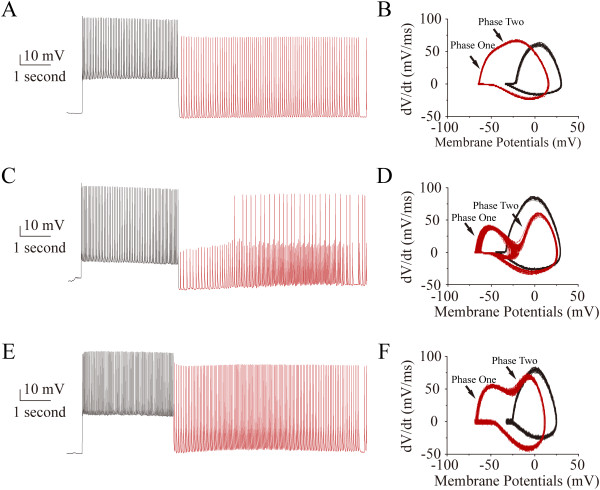 A single phase of upstroke in the evoked spikes is converted into two phases in AISS expression, in which the rising slopes of phase two are variable compared with phase one. A) shows AISS onset (red trace) after evoked spikes (black trace) in a GABAergic neuron. B) shows the phase-plots for the evoked spikes (black traces) and AISS (red traces) in this neuron. There are two phases in AISS’s rising slopes, phase one and phase two (pointed by arrows). C) shows AISS onset (red trace) after evoked spikes (black trace) in a GABAergic neuron, in which AISS includes spikelets and full spikes. D) shows the phase-plots for evoked spikes (black traces) and AISS (red traces). In addition to two phases in AISS’s rising slope, there are two formats of AISS for spikelets and full spikes, respectively. E) shows AISS onset (red trace) after evoked spikes (black trace) in a GABAergic neuron. F) illustrates the phase-plots for evoked spikes (black traces) and AISS (red traces). There is an interval between two phases of AISS. Compared with a single phase for the evoked spikes, all of AISS waveforms show two phases.