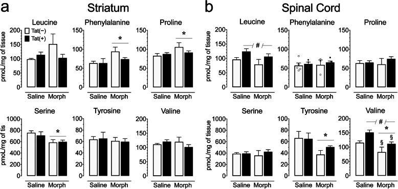Amino acid levels (pmol/mg) are significantly altered by Tat exposure or morphine depending on the CNS region assessed. The concentrations of various amino acids were assessed in the striatum and spinal cord on saline and morphine-treated Tat transgenic mice using hydrophilic interaction chromatography (HILIC)-LC/MS/MS. Amino acid concentrations were normalized to pmol/mg of tissue. a In the striatum, morphine significantly upregulated phenylalanine and proline concentrations, and significantly downregulated serine levels in Tat(+) and Tat(−) mice. b In the spinal cord, Tat expression increased leucine and valine levels, whereas morphine significantly decreased valine and tyrosine levels. All data are expressed as mean ± SEM. Statistical significance was assessed by ANOVA followed by Tukey’s post hoc test; *p < 0.05 main effect of drug; #p < 0.05 main effect of genotype; §p < 0.05 vs. saline-exposed Tat(+) mice. Morph short-term (8-day) morphine injections. n = 3–5 mice per group