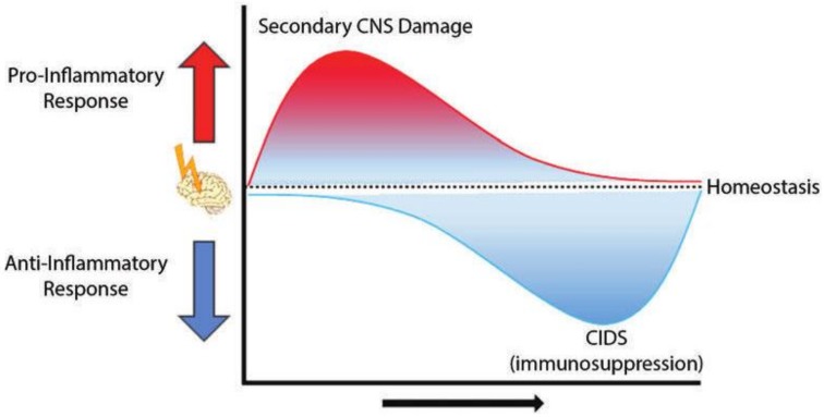 Graphic representation of the dynamic changes in immune response after CNS injury. The initial trigger (e.g., traumatic brain injury, stroke, etc.) causes a strong pro-inflammatory response—influx of immune cells, activation of resident microglia, production of inflammatory cytokines and other pathophysiologic changes. Combined with the dysfunction of the blood–brain barrier (BBB), the strong inflammatory response causes secondary CNS damage and exacerbates the injury size. As a compensatory and neuroprotective mechanism, anti-inflammatory pathways are activated in the brain, resulting in an immunosuppressed state which also affects the peripheral immune response (CNS injury-induced immunodepression—CIDS). Figure used with permission from the publisher in reference [24].