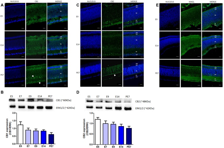 Expression of selective endocannabinoid markers during avian retina development. Expression of CB1, CB2 and monoacylglycerol lipase (MAGL) using immunofluorescence and western blotting. In (A), expression of CB1 (green) at embryonic stages E9 and E14 and post-hatched 7 days (PE7) in chick retina. At PE7, CB1 is mainly found in cells of the inner nuclear layer (INL) and ganglion cell layer (GCL; white arrows). (B) Western blot highlights CB1 expression from embryonic day 5 (E5) to PE7. Expression of ERK 1/2 was used as loading control. In (C), CB2 (green) expression from E9 to PE7 primarily in the inner plexiform layer (IPL) lamina (white arrow). CB2 expression from E5, as shown in (D). In (E), MAGL expression (green) from E9 to PE7 is shown, its distribution is evident across all layers of the retina. Scale bar of 20 μm, all images were obtained with 40× magnification in a Zeiss fluorescence microscope. N = 6 for each analysis.
