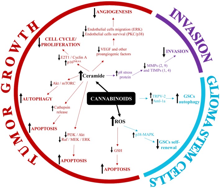 Summary of the main molecular mechanisms involved in the modulation of glioblastoma (GBM) pathophysiology by cannabinoids.