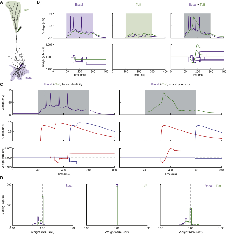 Coincident Activation of Basal and Apical Tuft Inputs(A) Morphology of the neuron model highlighting locations of random background inputs at basal (light purple) and tuft (light green) dendrites, as well as locations of synapses equipped with the plasticity rule at basal (purple pipette) and tuft (green pipette) dendrites.(B) Example voltage traces and weight changes experienced by plastic synapses at basal (purple) and tuft (green) dendrites. Shaded areas indicate intervals of active background inputs, which were either basal alone (left), tuft alone (center), or both (right).(C) Example comparison of most potentiated (red) and most depressed (blue) synapses during coincident basal and tuft inputs, including voltage traces (from B; top right), presynaptic activation G and weight changes over time.(D) Weight distribution histograms of 100 randomly initialized simulations for all three conditions.