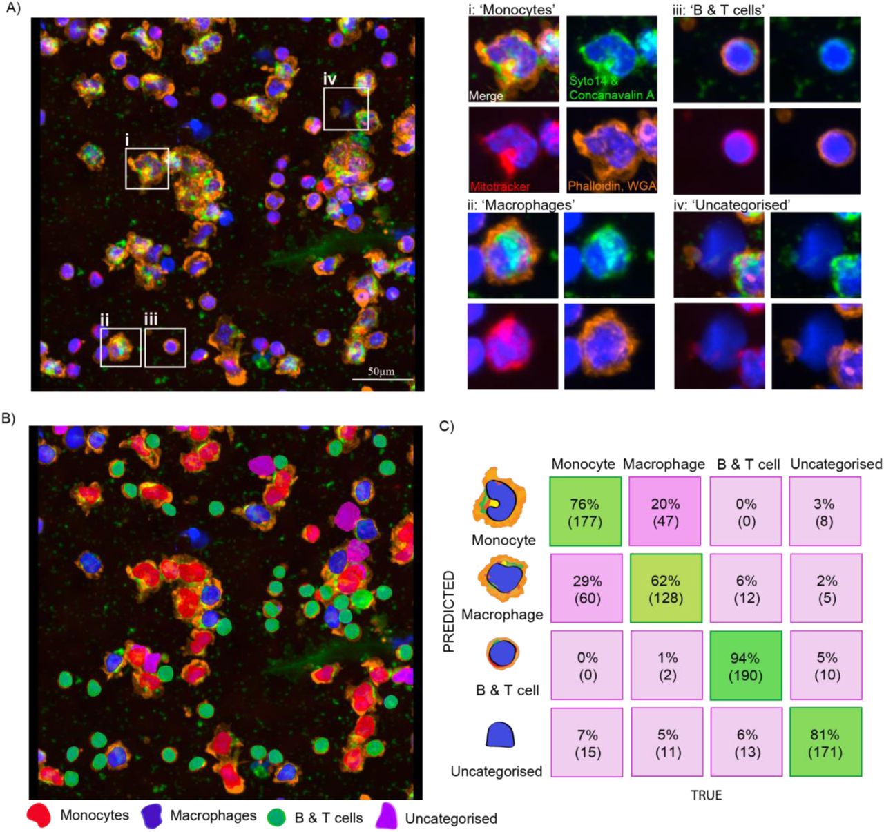 Cell classes based on morphology by expert annotations.A) Examples of cell classes annotated for the training set. Cells were manually annotated into four classes: monocytes (i), macrophages (ii), B & T cells (iii), and uncategorised (iv). B) Single-cell predictions from a representative field-of-view. Classification of cells into four classes is highlighted with the predicted class color: monocytes (red), macrophages (blue), B & T cells (green), uncategorised (magenta). C) Cross-validation confusion matrix obtained for the cell type classifier trained in BIAS software after 10-fold cross-validation. Correct predictions are shown in the diagonal and in green color. Scale bars: 50 µm.