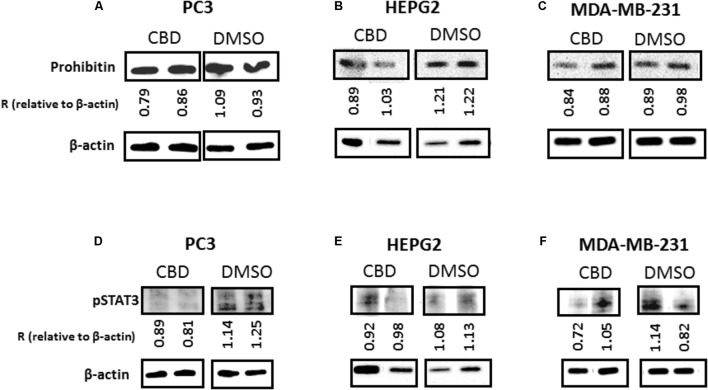CBD modulates expression of prohibitin and STAT3 in cancer cells. PC3, HEPG2, and MDA-MB-231 cells were tested for changes in mitochondrial associated prohibitin and STAT3 expression following 1 h treatment with CBD (5 μM). Levels of prohibitin were reduced in all three cancer cell lines while this reduction was more marked in PC3 (A) and HEPG2 (B) cells compared to MDA-MB-231 (C). STAT3 (phospho Y705) was also reduced after 1 h CBD (5 μM) in both PC3 (D) and HEPG2 cells (E), while MDA-MB-231 cells showed a similar, albeit less marked trend (F). Beta-actin is shown as an internal loading control and “R” indicates the change of prohibitin and pSTAT3 expression relative to β-actin levels, respectively, for comparison between CBD treatment and DMSO control.