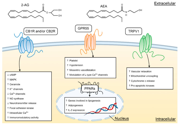 Cellular targets and signaling pathways of AEA and 2-AG. This figure illustrates the main cellular effects for CB1R/CB2R, GPR55, and TRPV1. Redrawn from [19] and created with BioRender.com.