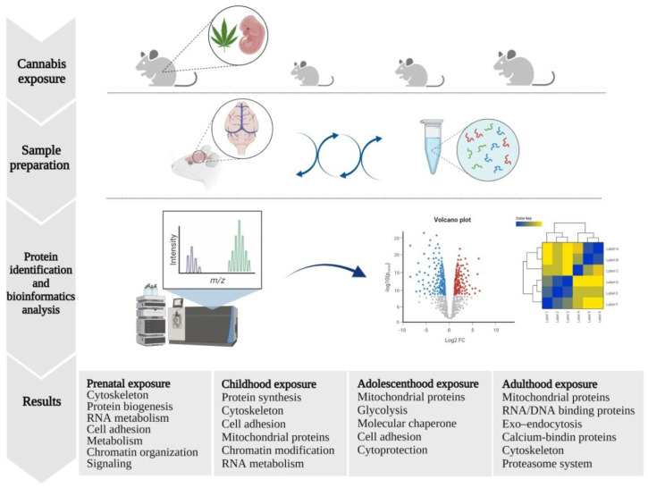 Proteomics workflow to identify differentially expressed proteins (DEPs), their function and associated pathways in the brain of mice/rats, following exposure to THC at different life stages.
