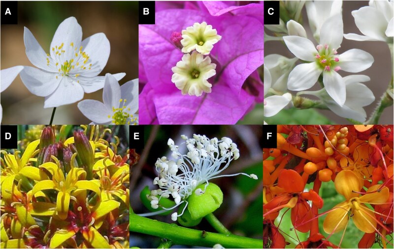 Some examples of apetalous flowers. (A) Thalictrum thalictroides (Ranunculaceae); (B) Bougainvillea glabra (Nyctaginaceae); (C) Fagopyrum dibotrys (Polygonaceae); (D) Quinchamalium chilense (Schoepfiaceae [Santalaceae]); (E) Swartzia apetala var. subcordata (Leguminosae); (F) Saraca asoca (Leguminosae). Photo credits: (A) khurtwilliams, CC BY-NC 2.0; (B) Carsten Niehaus, CC BY-SA 3.0; C. Vinayaraj, CC BY-SA 4.0; (D) Jardín Botánico Nacional, Viña del Mar, Chile, CC BY-NC 2.0; (E) Alex Popovkin, CC BY-NC-SA 2.0; (F) David Eickhoff, CC BY-NC-SA 2.0.
