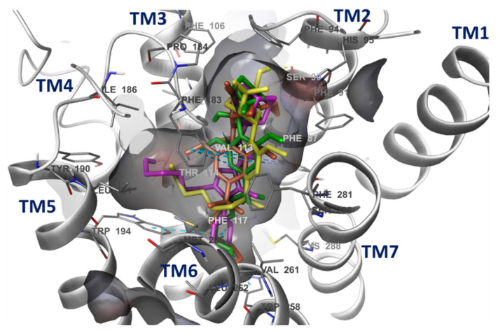 Orientation of docked ligands in the orthosteric site of CB2. The binding site of the CB2 cavity is represented by electrostatic potential surface. Ligands are shown in different colors; 5ZTY_ligand (pink), HU-308 (Yellow), HU-433 (Orange) and 1d (Green). TM means Transmembrane Helix. The residues of binding site and ligands are represented by thin and thick tubes, respectively. H-bonds and π–π interactions are represented by orange and cyan dotted lines, respectively.