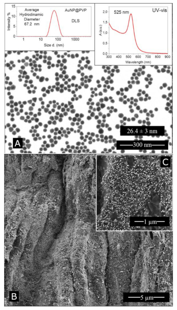 Polyvinylpyrrolidone coated Au NP physicochemical characterisation. (A) Bright field—scanning transmission electron microscopy (STEM); dynamic light scattering measurement of the Au NPs (Top left); UV–Vis spectra (Top right). (B,C) Scanning electron microscopy (SEM) of dried leaves covered with PVP Au NPs.