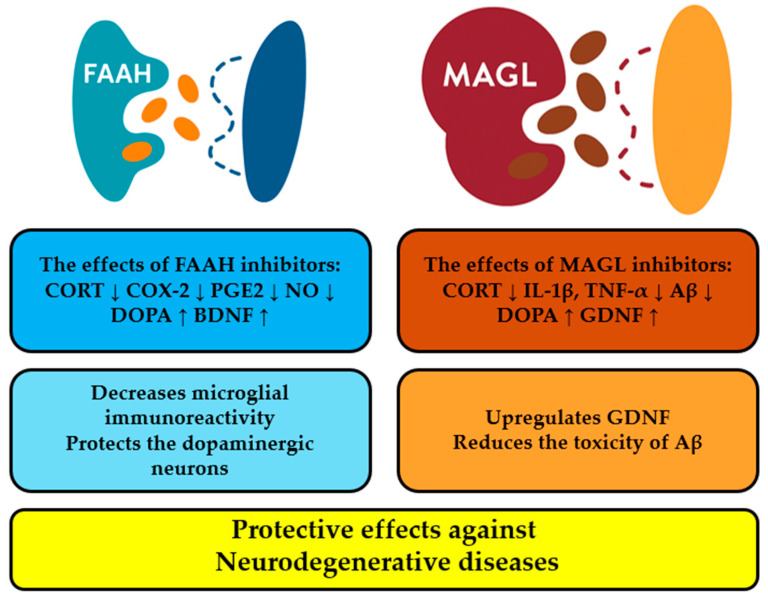 The effects of FAAH and MAGL inhibitors in animal models. The levels of the corticosterone (CORT), the cyclooxygenase (COX-2), prostaglandin E2 (PGE2) and nitric oxide (NO) decrease, while those of 3,4-dihydroxyphenylalanine (DOPA) and brain-derived neurotrophic factor (BDNF) increase (FAAH inhibition). MAGL inhibition leads to a significant decrease in the CORT level, cytokine expression, but DOPA levels and Glial cell line-derived neurotrophic factor (GDNF) expression increase. The down arrow means decrease of concentration; the up arrow shows its increase.
