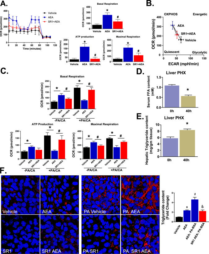 AEA regulates mitochondrial metabolism and energy homeostasis in mouse HPCs.A Oxygen consumption rate (OCR) under “full substrate” (see “Methods”) measured in the presence of vehicle, AEA (0.3 μM) or AEA + SR1 (1 μM). Basal and maximal respiration and ATP production were quantified. Columns and vertical bars denote means and SE, * and # indicate significant difference from the vehicle or AEA group, respectively, (P < 0.05, n = 6/group). B Energy map plot of OCR versus extracellular acidification rate (ECAR). C OCR under “limited substrate” in the absence (left 3 columns) or presence of 175 μM palmitate (right 3 columns). Parameters measured as in (A). Statistics and symbols as in (A). D Serum free fatty acid (FFA) content at 0 h and 40 h post-PHX); E Liver TG in content at 40 h post-PHX and in the remnant liver (0 h). F Effect of AEA on lipid droplet accumulation in the absence or presence of added palmitate and rimonabant (SR1) (left) and the quantitation on TG content (right). Columns and vertical bars denote means and SE, * indicates P < 0.05; n = 6/group.
