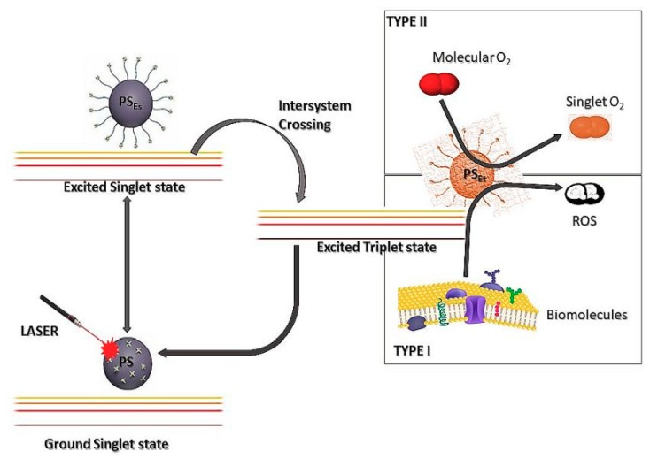 A schematic Jablonski diagram indicating the type I and type II reactions that cause cytotoxicity after activation of the photosensitiser (PS) with light of a specific wavelength.