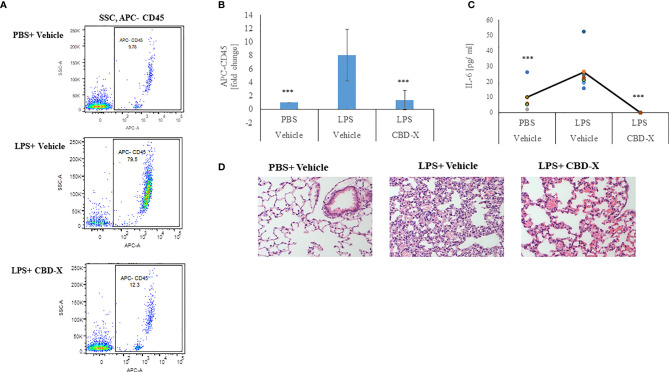 CBD-X extract inhibits migration of leukocytes to inflamed lungs LPS treated mice were injected intravenously with 150 mg/kg CBD-X extract or vehicle as a control. After 24 hours, mice were sacrificed, and lung fluids were collected. (A) Cells in the lung fluids were stained with TruStain FcX™ (anti-mouse CD16/32) and anti-mouse APC-CD45 for flow cytometry analysis. Vehicle-treated control cells are shown in the upper panel, LPS-treated cells in the middle panel and LPS and CBD-X treated cells in the lower panel. (B) Fold of change in APC-CD45 was calculated. Vehicle-treated control cells were set to 1 and LPS and LPS+CBD-X-treated cells were calculated to vehicle-treated control. Error bars represent the standard deviation of the mean of five mice/per group of three biologically independent experiments in ratio to control. (C) The cytokine IL-6 was detected by ELISA in the lung fluid. The means were calculated (black line) and each dot represents one mouse. Data were analyzed in comparison to “LPS, Vehicle” group by one-way ANOVA (Fisher's LSD test with values p < 0.05 considered statistically significant, (***p < 0.001). (D) Histological images of neutrophils infiltrated into the lungs of mice. Vehicle-treated neutrophils (left image), LPS-treated neutrophils (middle image) and LPS+CBD-X-treated neutrophils are shown. Representative images of one mice of each group of three different biologically independent experiments are shown at a magnification of X200.