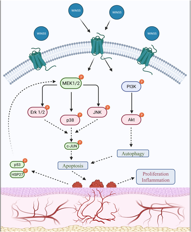 Summary of the signaling cascade triggered by cannabinoid receptor activation in endometriosis. A summary of the downstream signal alteration upon cannabinoid receptor activation is outlined in this schematic representation. Protein kinases, such as MAPK (p38) and PI3K/Akt family members, are involved in cell growth, migration, and survival under normal circumstances. Endometrial tissues have been identified to possess higher activity of kinases such as MAPK and Akt, which contribute to increased proliferation. Protein levels assessed in this study show that CB1 and CB2 receptor activation by WIN 55 leads to downstream modulation of important MAPK family proteins, such as Erk 1/2, p38, JNK, c-JUN, p53 and HSP27, as well as PI3K/Akt axis to trigger autophagy and eventually apoptosis through caspase-dependent and/or independent pathway. The use of red and green colors within the labeling represents downregulation and upregulation, respectively.