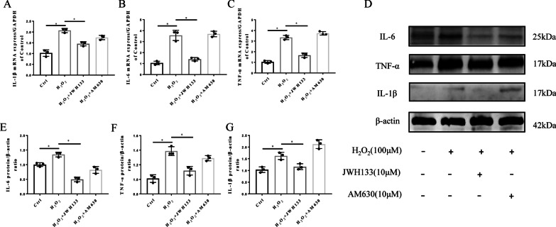 CB2 activation ameliorates inflammation in NPCs. A–C RT-qPCR results for the inflammatory cytokines IL-1β, IL-6, and TNF-α (*p < 0.05). D Western blot results for IL-1β, IL-6, and TNF-α. E–G Quantitative analysis of the Western blot (p < 0.05). (n = 3 Independent experiments)