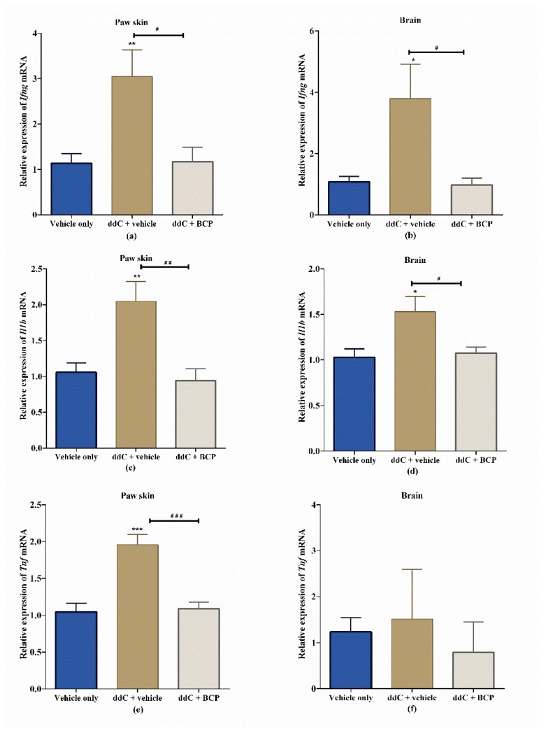 Effect of treatment with 2′-3′-dideoxycytidine (ddC) or ddC plus β-caryophyllene (BCP) on the relative expression of proinflammatory cytokine mRNA in paw skins and brains of female BALB/c mice at day 7 post first ddC dose. Expression of mRNA of (a) interferon gamma (Ifng) in the paw skin, (b) Ifng in the brain, (c) interleukin 1 beta (Il1b) in the paw skin, (d) Il1b in the brain, (e) tumor necrosis factor alpha (Tnf) in the paw skin and (f) Tnf in the brain, on day 7 post-first-injection of ddC. Each bar represents the mean ± SEM of values, except for Tnf in the brain (median and interquartile range), obtained from seven to eight animals. * p < 0.05, ** p < 0.01, *** p < 0.001 compared to control mice (treated with vehicle only) at day 7; # p < 0.05, ## p < 0.01, ### p < 0.001 compared to mice treated with ddC plus vehicle. For (a–e) one-way ANOVA was followed by Tukey’s multiple comparisons test and for (f) Kruskal–Wallis was followed by Dunn’s multiple comparisons test.