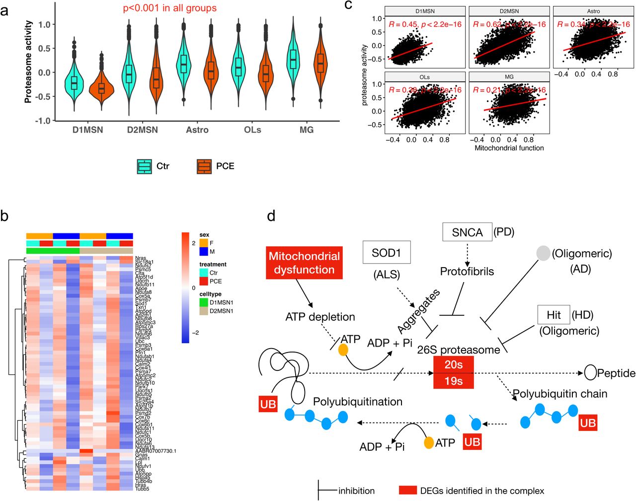 Mitochondrial dysfunction is associated with impaired protein homeostasis and neurodegenerative pathways(a) Violin plots showing gene expression module scores for proteasome activity across five major cell types. (b) Heatmap showing the expression of genes involved in protein homeostasis in D1 and D2 MSNs. Normalized snRNA-seq counts were used, and values were scaled by row. (c) Pearson correlations between mitochondrial function scores and proteasome activity across five major cell types. (d) Schematic illustrating the relationships among mitochondrial dysfunction, proteasome activity, protein homeostasis, and neurodegenerative disease pathways. Unless otherwise indicated, all analyses were performed using combined male and female data from the PCE experiment.