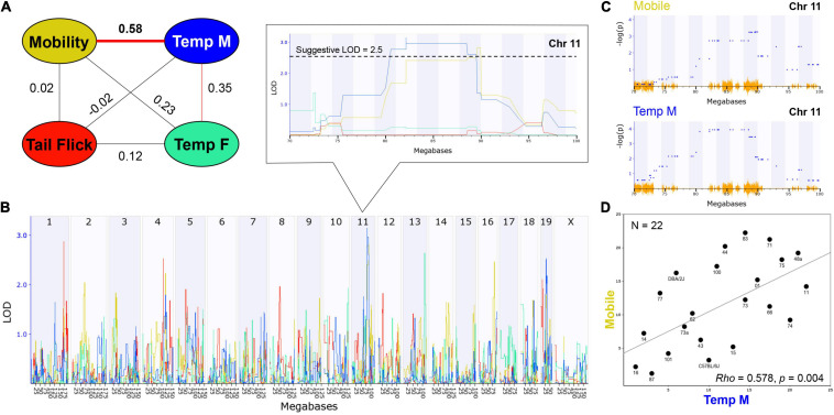 THC Initial Response Trait Correlations and Genetic Co-Regulation. (A) Trait correlation network constructed after calculating Pearson’s correlation on ranked trait values to generate Spearman’s rank order correlation coefficient (Rho or P). The hypothermia trait was split by sex due to a condition-by-sex interaction effect on body temperature change in response to THC. Changes in time mobile in the open field and body temperature in males following a single THC (10 mg/kg) exposure are significantly (p < 0.01) correlated. Weak (not significant) correlations are also observed between mobility and hypothermia in females following a single THC exposure and between changes in male and female hypothermia in response to THC. (B) Genetic regulation of THC initial response traits is observed, albeit at a suggestive level with no traits passing the threshold for genome-wide significance (p < 0.05). Interval maps for each trait shown as a different line color corresponding to the correlation network in (A). The strength of association (LOD) on the y-axis is plotted for each trait across the genome (megabase position on each chromosome or Chr) on the x-axis. Change in mobility and male body temperature are regulated by the same suggestive locus on Chr 11 (zoomed region in boxed area). (C) Use of an alternative linear mixed-model QTL mapping method (GEMMA, see section “Materials and Methods”) resulted in replication of genetic co-regulation of initial motor and hypothermia THC response traits from the same Chr 11 interval. Strength of association or –log(P) values (y-axis) shown for each marker (blue dots) within the Chr 11 QTL interval for mobility and temperature (males) initial THC response traits. Mapping with linear mixed-models can account for population family structure or kinship within the BXD population that is not addressed using traditional interval mapping. SNP density plotted in orange on the x-axis. (D) Scatterplot describing the relationship between average change in time mobile in the open field in response to THC (X-axis) and average change in male body temperature in response to THC (Y-axis) for each BXD strain based on Spearman’s rank order correlation.