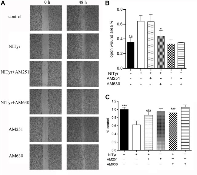 NITyr inhibited the ability of proliferation and migration by activating CB1 or CB2 receptors. (A) Scratch images were detected by using a microscope. (B) Statistical analysis of a cell-scratch experiment. (C) AM251 and AM630 weakened the effect of NITyr on cell viability. The above experiment was conducted at least three times. *p < 0.05, **p < 0.01, and ***p < 0.001 compared with the control group.