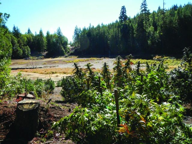 A California outdoor marijuana garden adjacent to a drained wetland. The wetland was drained to irrigate the marijuana garden. Photograph: Scott Bauer.