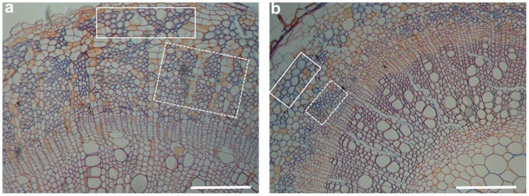 Cross sections of hemp hypocotyls aged 4 weeks and grown in the absence (a) and presence (b) of NaCl 200 mM. The white boxes show primary bast fibers, while the dotted ones indicate secondary bast fibers. Scale bars: 200 µm.