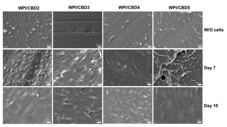 SEM images demonstrating the cellular morphology of MC3T3-E1 pre-osteoblasts on WPI/CBD hydrogels. Images were taken at 7 and 10 days of culture (middle and lower panels). The upper panel shows unseeded hydrogels (without cells) to facilitate comparison. Scale bars represent 10 μm.