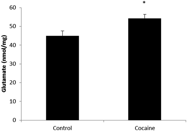 Microglial-macrophage activation is closely related to extracellular glutamate over-drive. HPLC cerebellar glutamate levels (nmol/mg of total protein) in control and cocaine-treated rats. Total cerebellar glutamate levels are increased after cocaine administration. (*p < 0.05 vs. control group).