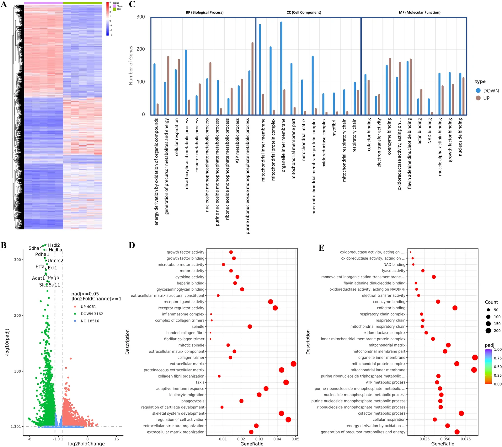Panel A shows a heatmap of gene expression with hierarchical clustering, indicating groups and expression levels ranging from downregulated (blue) to upregulated (red) genes. Panel B presents a volcano plot displaying gene expression changes, with upregulated and downregulated genes marked, highlighting significant genes. Panel C contains a grouped bar chart categorizing gene ontology enrichment results by biological process, cellular component, and molecular function, distinguishing upregulated and downregulated genes. Panel D and Panel E are bubble plots showing enrichment of gene ontology terms, with dot size indicating gene count and color representing statistical significance for different gene sets.