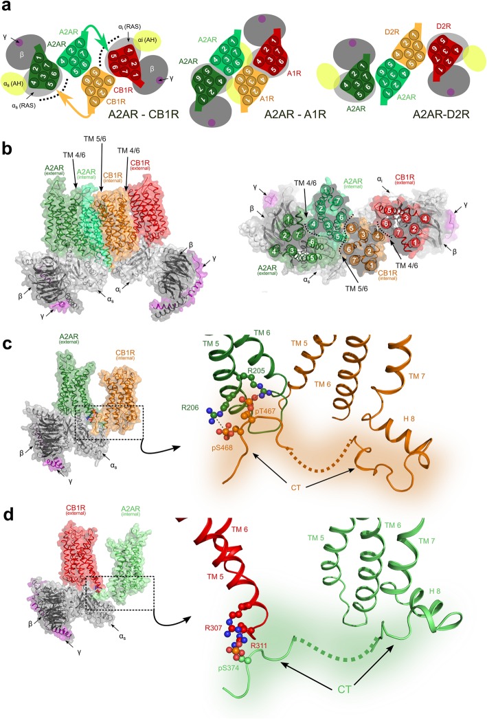 Quaternary structure of the A2AR-CB1R heterotetramer. a Schematic representation of the A2AR-CB1R heterotetramer (left) viewed from the extracellular side (colored arrows indicate the C-terminal segments of the internal protomers able to reach the external G protein-bound protomers) and the previously reported A2AR-A1R (middle) and A2AR-D2R (right) heterotetramers. Inactive/internal and active/external protomers of A2AR are shown in light and dark green, respectively, and inactive/internal and active/external protomers of CB1R, A1R, or D2R are shown in orange and red, respectively. The α-subunit of the G protein is shown in light gray, the β-subunit in dark gray, and the γ-subunit in purple. The α-helical domain (αAH) of the α-subunit, which performs a large-scale opening from the Ras domain, is shown in yellow. b A representative molecular representation of the A2AR-CB1R heterotetramer obtained from the MD simulation viewed from the membrane (left) or from the extracellular side (right). Color codes are as in panel a. c Proposed interaction between phosphorylated residues at the C-terminus of the CB1R (Gi-bound external protomer) with arginine residues at the end of TM 5 of the A2AR (internal protomer). d Proposed interaction between phosphorylated residues at the C-terminus of the A2AR (Gs-bound external protomer) with arginine residues at the end of TM 5 of the CB1R (internal protomer)