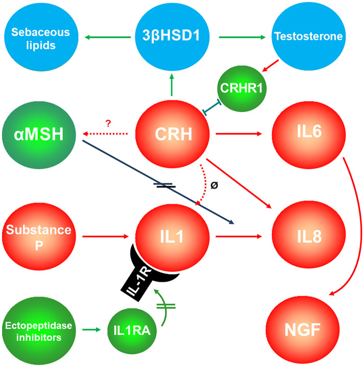 Interaction of sebaceous gland-expressed neuropeptides and sexual hormones. Corticotropin-releasing hormone (CRH) – after binding the corticotropin-releasing hormone receptor 1 (CRHR1) -stimulates sebaceous lipogenesis and testosterone release, while testosterone inhibits the expression of CRHR1. Green symbols and arrows indicate anti-inflammatory activity; red symbols and arrows indicate inflammatory potential. Double lines on the arrows indicate inhibition. Blue symbols indicate targets of the pathway, whereas testosterone might induce a negative feedback to CRH by inhibiting the expression levels of its receptor CRHR1. ø, CRH does probably not inhibit IL1. 3βHSD1, 3β-hydroxysteroid dehydrogensase 1; αMSH, α-melanocortin-stimulating hormone; IL1RA, Interleukin 1 receptor antagonist; NGF, neural growth factor.